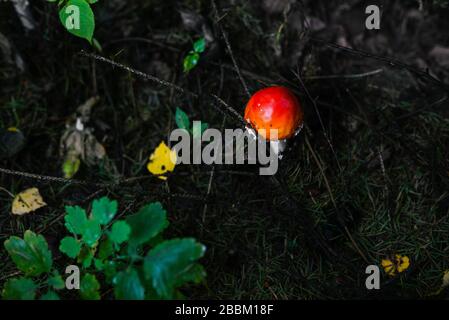 Amanita im Wald. Giftiger Rotpilz wächst unter grünen Pflanzen. Ungenießbares Giftiges Mushroom Stockfoto