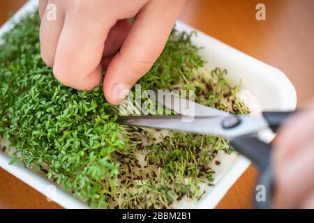 Frau schneidet frische, hausgemachte Wasserkresse mit Schere, organische Zutat, Lebensmittelkonzept Stockfoto