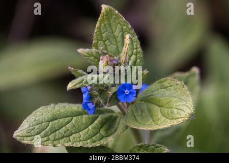 Grünes Alkanet (Pentaglossis sempervirens) im Frühling, Peak District, England Stockfoto
