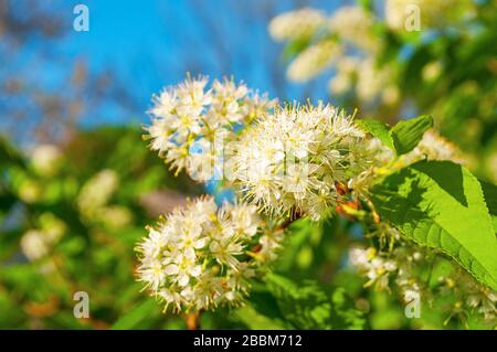 Frühling Blumen Hintergrund. Weiße Blumen des blühenden Vogel-Kirschbaums - im Lateinischen Prunus maackii, auch Padus maackii. Selektive Fokussierung im zentralen fl Stockfoto