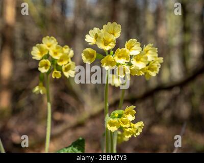 Oxlip oder True Oxlip (Primula elatior), Bayern, Deutschland, Europa Stockfoto