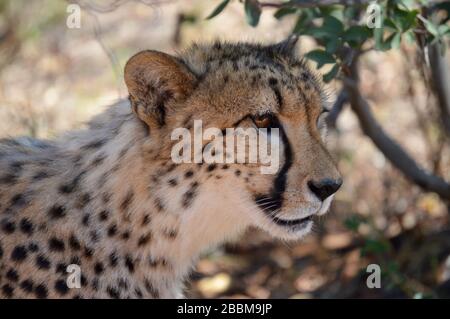 Portrait einer Gepard Up Close and Personal in natürlicher Umgebung Stockfoto