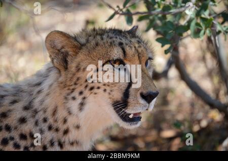 Portrait einer Gepard Up Close and Personal in natürlicher Umgebung Stockfoto