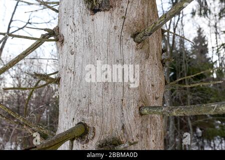 Alter trockener Baum im Wald. Kieferstamm mit Knoten ohne Rinde. Ökologie und Baumschutzkonzept Stockfoto