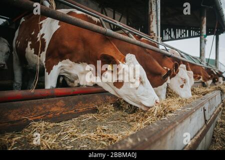 Viele Kühe essen Heu von der obwohl in der riesigen Farm, Bauernkonzept Stockfoto
