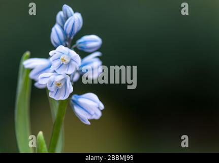 Englischer Landgarten Puschkinia Libanotica mit Blaupause wie Blumen. Towcester, Großbritannien Stockfoto