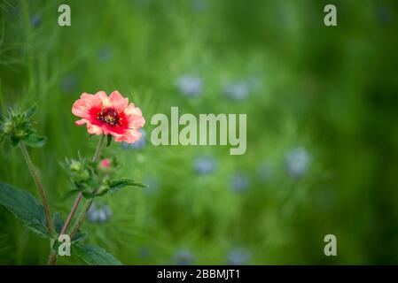 English Country Garden pink geum in einem Bett aus blauem Nigella. Towcester, Großbritannien Stockfoto