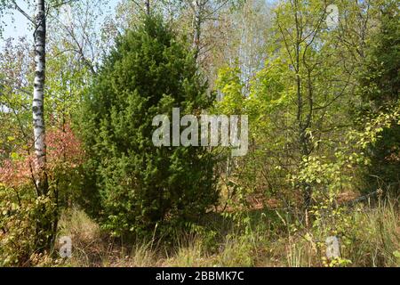 Juniperus communis, der gewöhnliche Wacholder, ist eine Nadelbaumart in der Gattung Juniperus, in der Familie Cupressaceae. Wacholderbaum im Wald Stockfoto