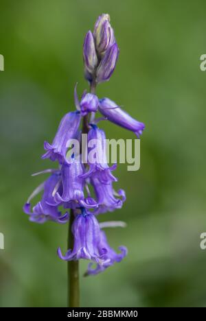 Gartenanlagen in englischer Sprache. Gebürtiger britischer Bluebell. Towcester, Northamptonshire, Großbritannien Stockfoto