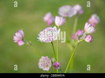 Gartenanlagen in englischer Sprache. Astrantia große britische Gartenblume. Towcester, Northamptonshire, Großbritannien Stockfoto