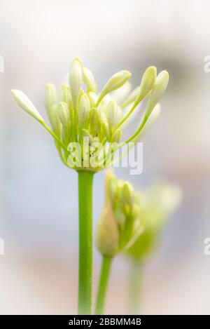 Gartenanlagen in englischer Sprache. Towcester, Northamptonshire, Großbritannien Stockfoto