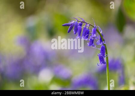 Gartenanlagen in englischer Sprache. Gebürtiger britischer Bluebell. Towcester, Northamptonshire, Großbritannien Stockfoto