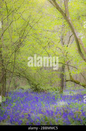 English Bluebell Woods NR Towcester, Großbritannien Stockfoto