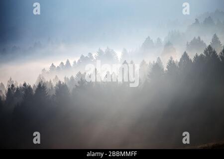 Der Cansignio Nadelwald. Sonnenlicht bei Sonnenaufgang, Lichtstrahlen auf Bäumen durch den Nebel. Eindrucksvolle Berglandschaft. Prealpi Venete, Italien. Stockfoto