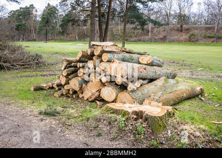 Haufen frisch geschnittener, gesägter Kiefernstämme, die während der Baumfällung und der Räumung aufgestapelt wurden, Surrey, Südostengland Stockfoto