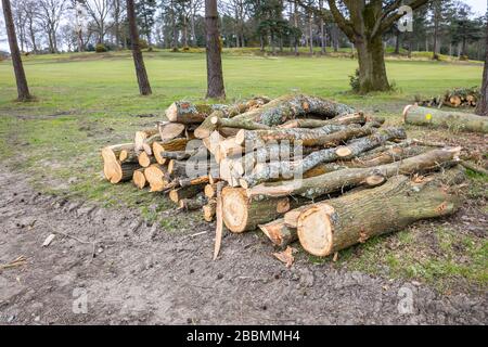 Haufen frisch geschnittener, gesägter Kiefernstämme, die während der Baumfällung und der Räumung aufgestapelt wurden, Surrey, Südostengland Stockfoto