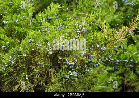 Blaue Wacholderbeeren. Grüner Wacholder mit Wacholderbeere. Juniperus excelsa oder griechische Wacholderblaue Beeren werden als Gewürze und in der Medizin verwendet. Stockfoto