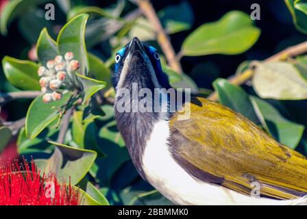 Blaugesichtes Honigfresser-Männchen Stockfoto