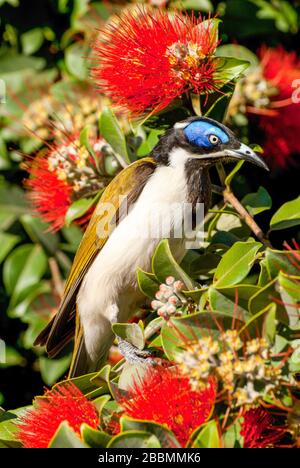 Blaugesichtes Honigfresser-Männchen Stockfoto