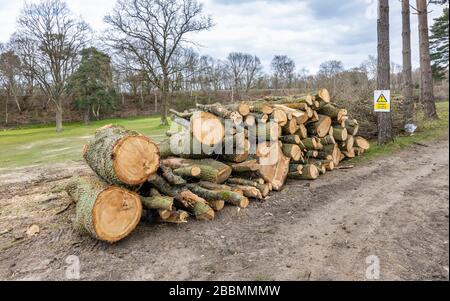 Haufen frisch geschnittener, gesägter Kiefernstämme, die während der Baumfällung und der Räumung aufgestapelt wurden, Surrey, Südostengland Stockfoto