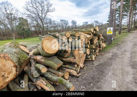 Haufen frisch geschnittener, gesägter Kiefernstämme, die während der Baumfällung und der Räumung aufgestapelt wurden, Surrey, Südostengland Stockfoto