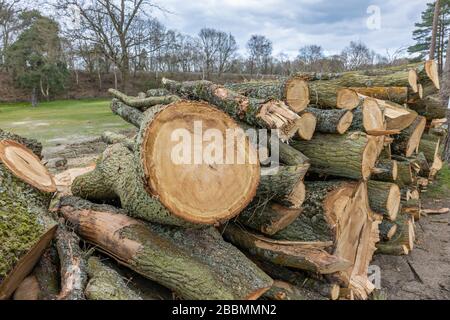 Haufen frisch geschnittener, gesägter Kiefernstämme, die während der Baumfällung und der Räumung aufgestapelt wurden, Surrey, Südostengland Stockfoto