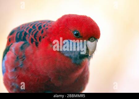 Porträt von Rosella, purpurrot Stockfoto