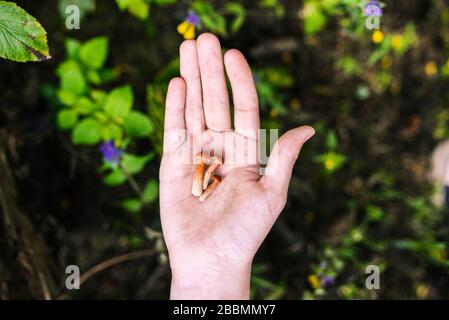 Pilze in der Hand. Ein Mann hält seine Hand mit kleinen Pilzen aus. Ökologiekonzept Stockfoto