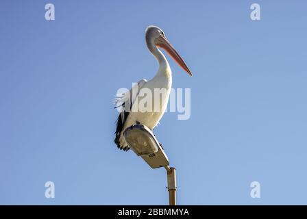 Australischer Pelikan brüllt auf einem Laternenpfosten Stockfoto