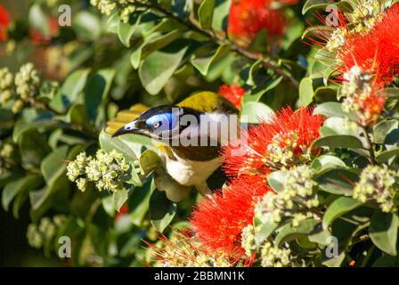 Blaugesichtes Honigfresser-Männchen Stockfoto