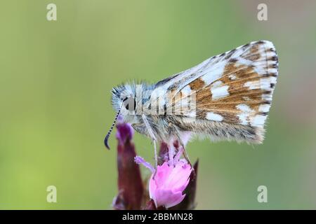 Oberthürs gruselige Skipper (Pyrgus armoricanus), ein weißer und brauner Schmetterling, der auf einer rosafarbenen Blume sitzt Stockfoto