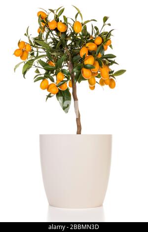 Kleiner Kumquat-Baum in beigefarbenem Blumentopf isoliert auf weißem Grund. Zitruspaponica-Pflanze mit reifen Früchten. Stockfoto