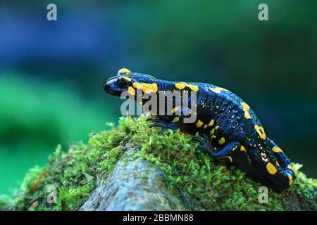 Nahaufnahme eines Feuersalamanders, einer schwarzen Amphibian mit gelben Flecken und Streifen, auf einem Felsen in der Nähe eines kleinen Baches Stockfoto