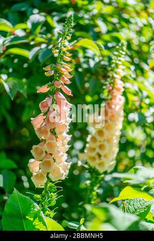Gartenanlagen in englischer Sprache. Pfirsichfarbener Digitalis Foxhandschuh. Towcester, Northamptonshire, Großbritannien Stockfoto