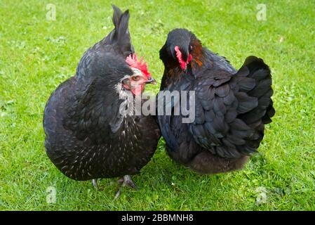 Zwei schwarze Hühner auf grünem Gras. Stockfoto