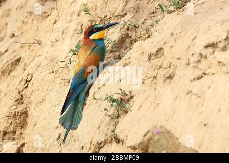 Europäischer Bienenfresser (Merops apiaster), ein farbenfroher Vogel bei der Öffnung seines Nests auf einer Sandwand Stockfoto