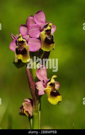 Wilde Orchidee, genannt Sawfly Orchid (Ophrys tenthredinifera), blütendem, natürlichen grünen Hintergrund. Drei offene Blumen. Arrabida mo Stockfoto