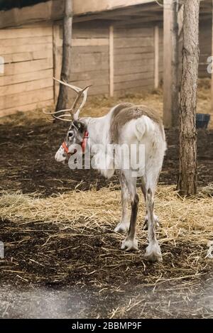 Rentier füttern in Ställen im Winter Wonderland in Surrey England Stockfoto