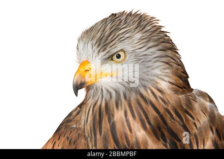 Roter Kite isoliert auf weißem Hintergrund (Milvus milvus) Stockfoto