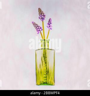 Still Life Fine Art Grape Hyacinth Stockfoto