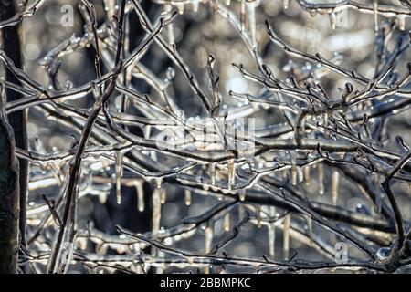 Nahaufnahme von äpfelsästen, die mit einer Eisschicht bedeckt sind, um zu verhindern, dass sie im Frühjahr Frostschäden verursachen Stockfoto