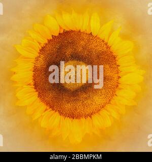 Fine Art Sonnenblume Stillleben Stockfoto