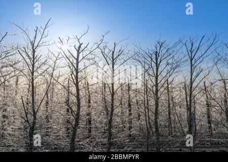 Apfelbäume, die mit einer Eisschicht bedeckt sind, um zu verhindern, dass sie im Frühjahr Schäden einfrieren Stockfoto