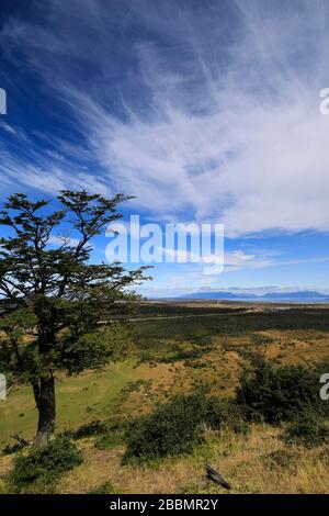 Blick auf Mirador Cerro Dorotea, Puerto Natales Stadt Patagonien, Chile, Südamerika eine leichte halbtägige Wanderung zu einem Felsvorsprung mit Blick auf Puerto Natal Stockfoto