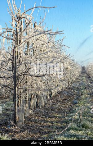 Apfelbäume, die mit Wasser besprüht werden, um eine schützende Eisschicht zu erzeugen, um zu verhindern, dass sie im Frühjahr Frostschäden verursachen Stockfoto