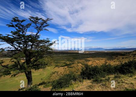 Blick auf Mirador Cerro Dorotea, Puerto Natales Stadt Patagonien, Chile, Südamerika eine leichte halbtägige Wanderung zu einem Felsvorsprung mit Blick auf Puerto Natal Stockfoto