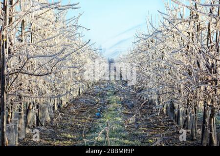 Apfelbäume, die mit Wasser besprüht werden, um eine schützende Eisschicht zu erzeugen, um zu verhindern, dass sie im Frühjahr Frostschäden verursachen Stockfoto