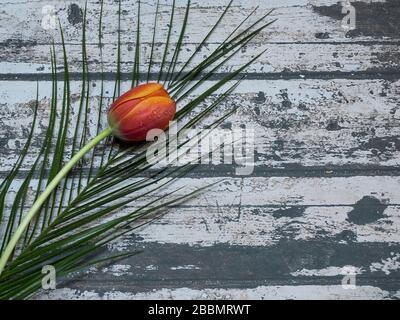 Hoher Draufsicht Winkel der roten englischen Tulpe auf Holztisch Stockfoto