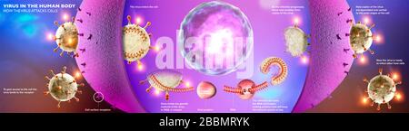 Vermehrung des Virus im menschlichen Körper. Wie Coronavirus Zellen angreift. Wenn der Virus einen kompatiblen Rezeptor findet, können sich die Kovid-19-Rezeptoren selbst replizieren Stockfoto