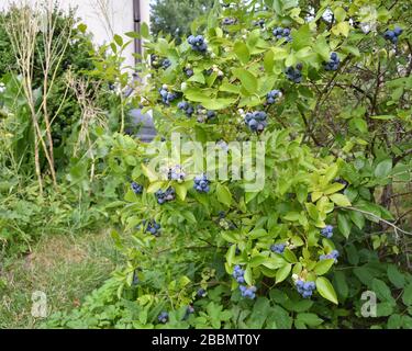 Hochbusch-Blaubeere-Pflanze mit Früchten Stockfoto